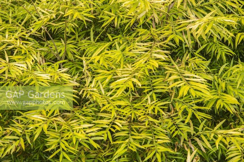 Salix sachalinense 'Golden Sunshine' - Willow - October 