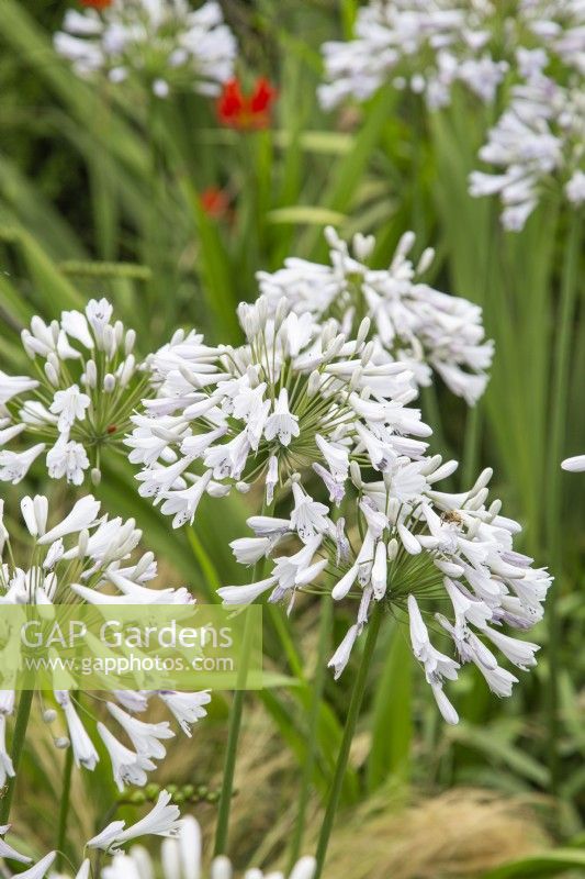 Agapanthus 'Windsor Grey' - African Lily - August