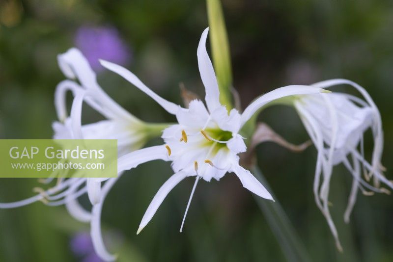 Hymenocallis festalis - Peruvian Daffodil - Spider Lily - July