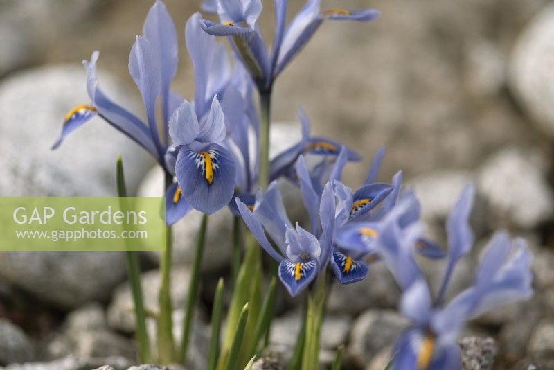 Iris reticulata Alida - February