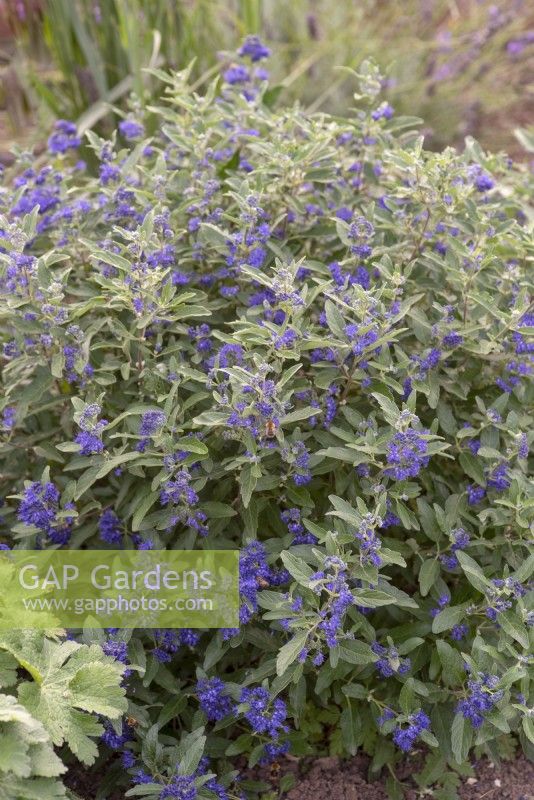 Caryopteris x clandonensis 'Longwood Blue' - September