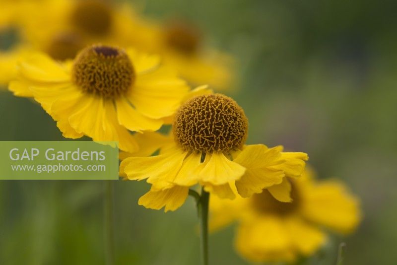 Helenium 'Gelbe Waltraut' - Helens Flower - July