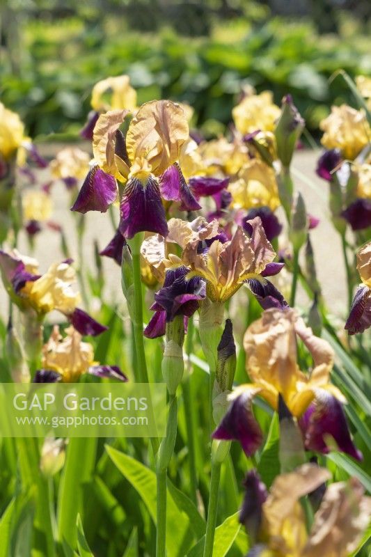 Iris x germanica Sambucina, summer June