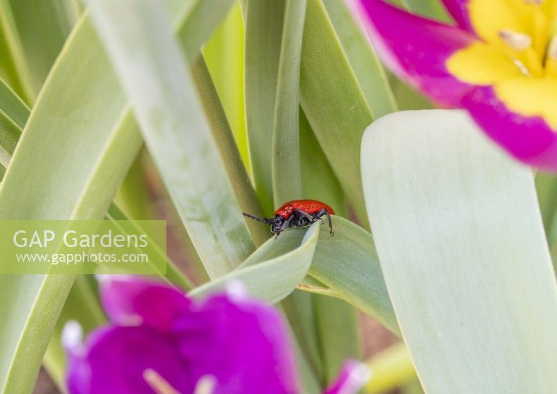 Red lily beetle on tulip leaves.