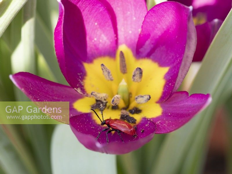 Tulipa humilis 'Persian Pearl' with red lily beetle