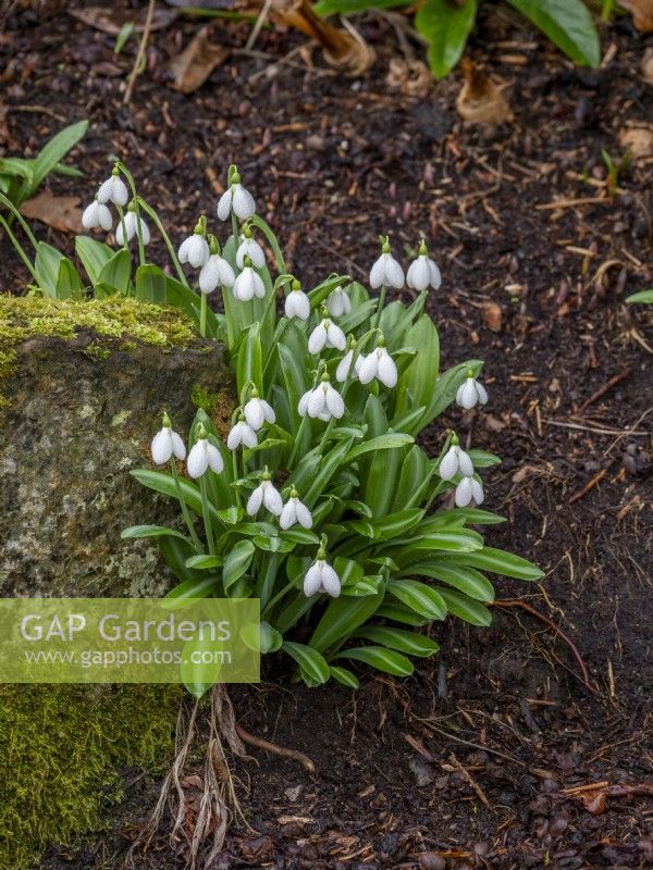 Galanthus plicatus 'Augustus' growing with moss covered rock in mulched bed
