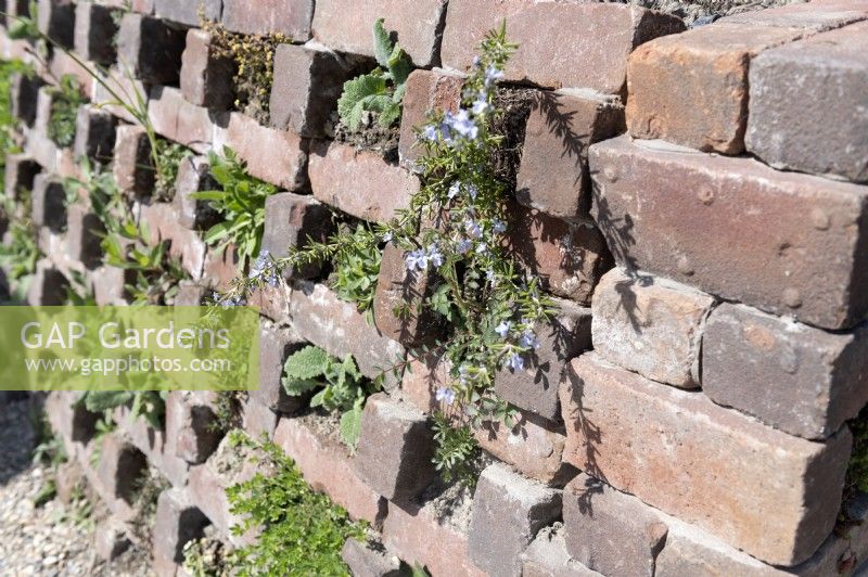 Almere The Netherlands 19th April 2022
Floriade Expo 2022. A ten-yearly botanical garden festival and exhibition, this year taking place in Almere, Flevoland. 
Wall made of old bricks constructed in such a way to encourage wildlife such as insects and plants. 