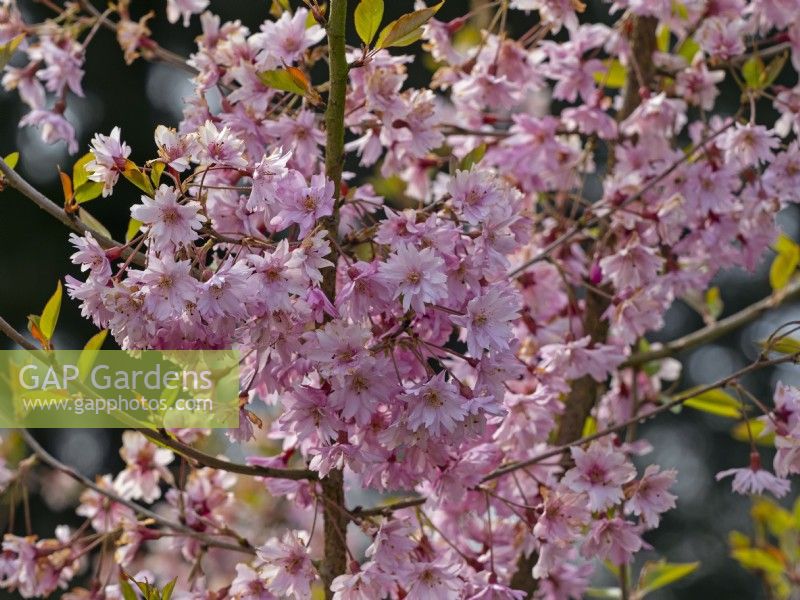Prunus x subhirtella 'Fukubana' in spring Late April