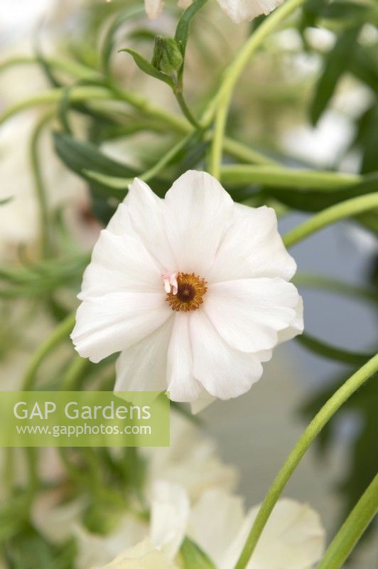 Ranunculus asiaticus 'Rax ariadne' Persian buttercup
