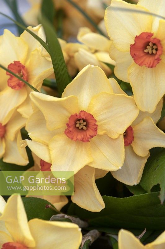 Narcissus 'Altruist' daffodil