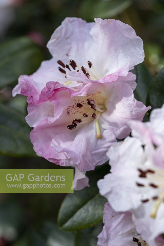Rhododendron Cilpinense Group 'Cilpinense'