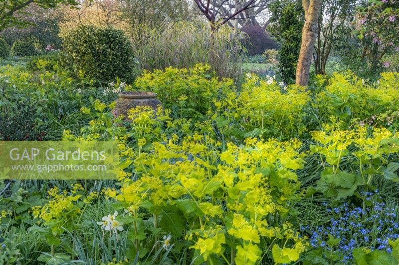 View of Smyrnium perfoliatum flowering in an informal country cottage garden border in Spring - April
