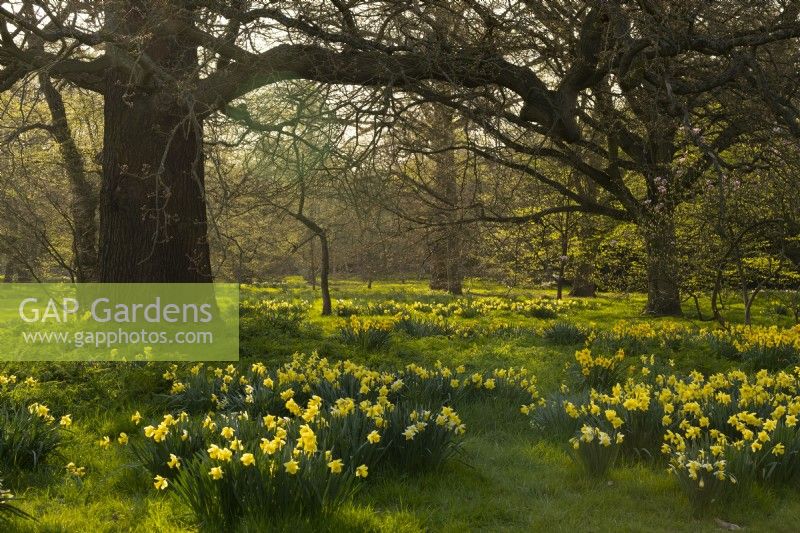 An area of naturalised Narcissus under early spring foliage at Kew Gardens, London