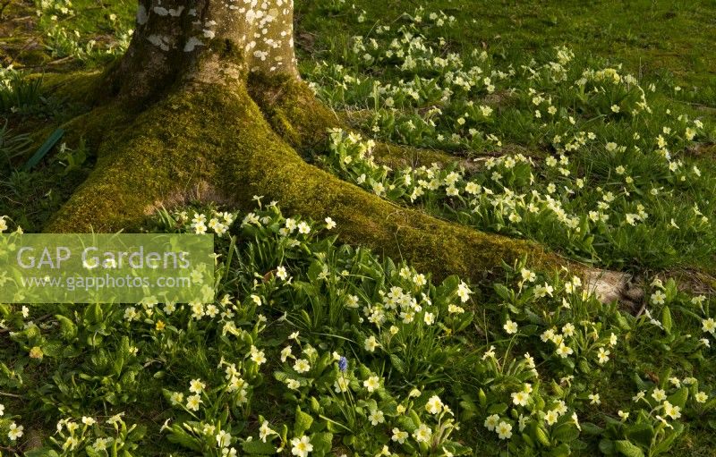 Moss covered tree roots around Primula vulgaris