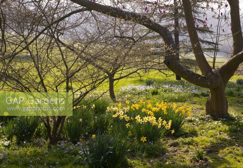 Naturalised Narcissus and Anemone blanda under Magnolia x soulangeana San Jose in the Spring Garden at Thenford Arboretum.