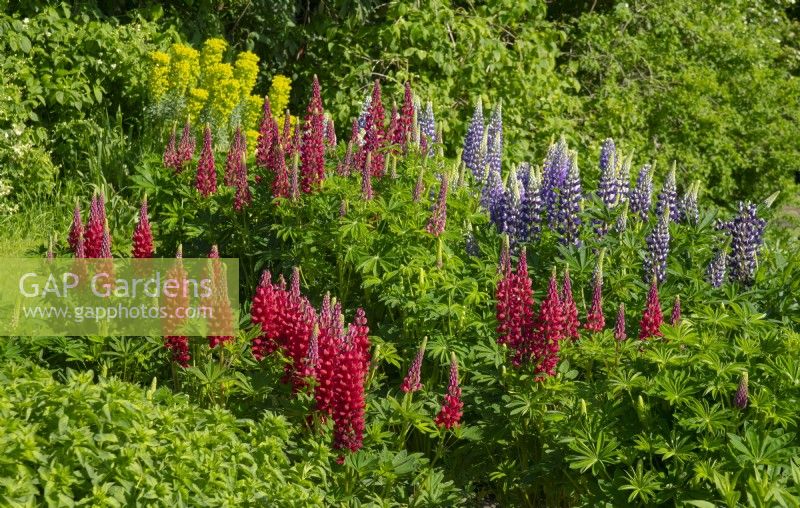 A circle of multi-coloured Lupinus - Lupin at Waterperry Gardens, Waterperry, Wheatley, Oxfordshire, UK