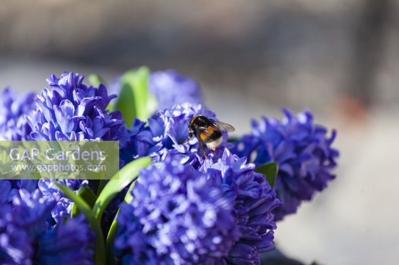 Closes up of a Hyacinthus orientalis 'Delft Blue' and a bumblebee 