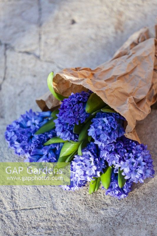Bunch of Hyacinthus orientalis 'Delft Blue' wrapped in brown paper. Fragrant spring bouquet outdoors on a concrete floor. 