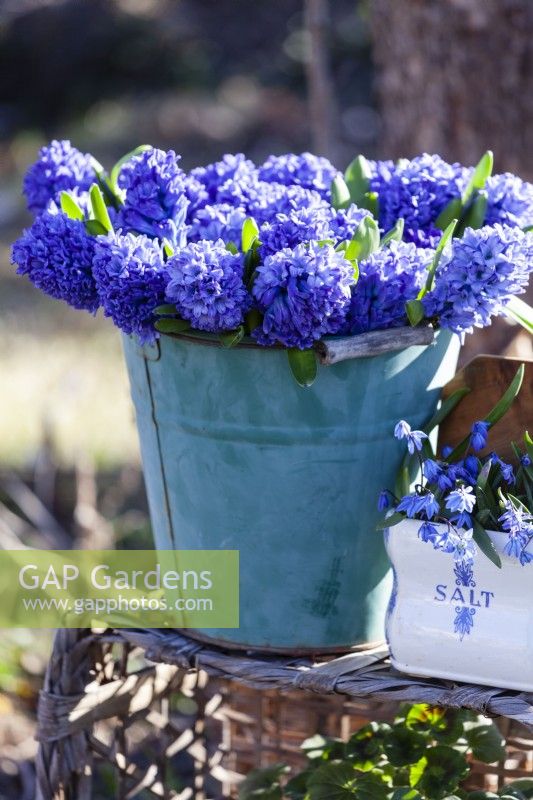 Detail of a still life outside in the spring garden. A bucket with the decorative and fragrant Hyacinthus orientalis 'Delft Blue', a porcelain container with Scilla siberica. 
