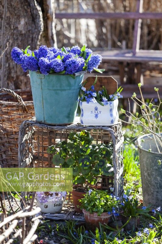 Still life outside in the spring garden. A bucket with the decorative and fragrant Hyacinthus orientalis 'Delft Blue', a porcelain container with Scilla siberica. In the basket a porcelain container with Scilla 'Pink Giant' and a Pelargonium. Zinc bucket with Lilac branches.