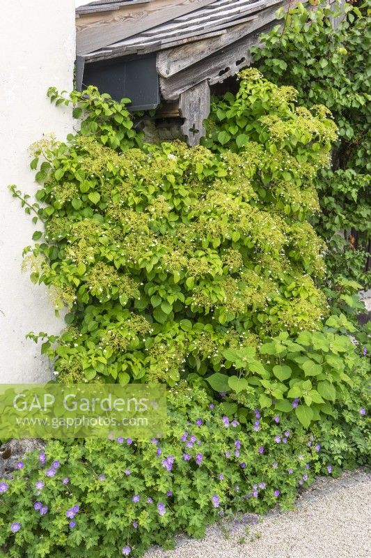 Hydrangea anomala subsp. petiolaris, summer June