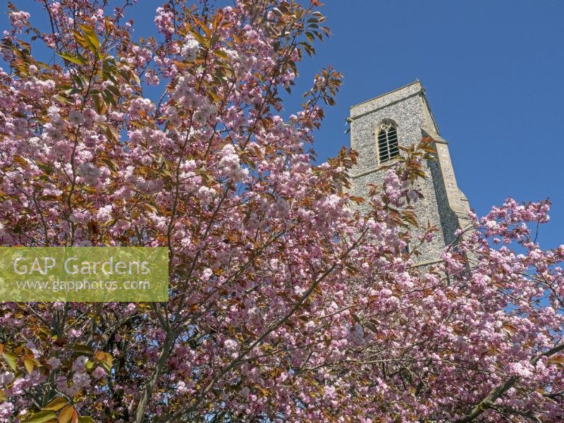 Prunus 'Kanzan' Cherry  blossom in spring - Trunch village Church, Norfolk