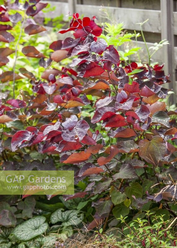 Cercis canadensis, Summer August