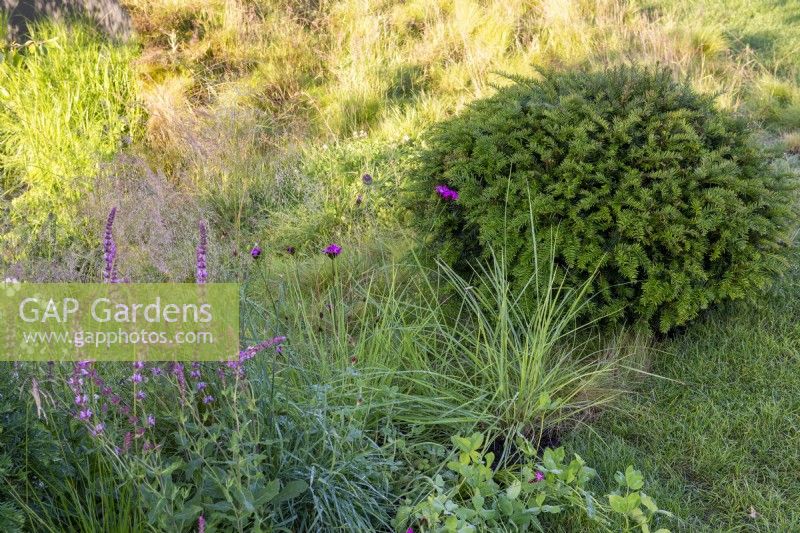 Taxus baccata dome in a wild area with Dianthus carthusianorum and Salvia 'Amethyst'