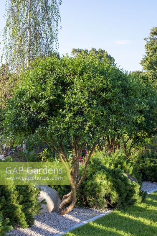 High pruned Osmanthus x burkwoodii underplanted with Pinus mugo 'Mops'.  The Viking Friluftsliv Garden, RHS Hampton Court Palace Garden Festival 2021