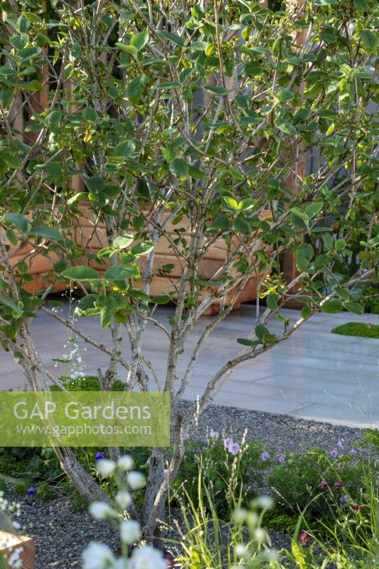 The Communication Garden, RHS Hampton Court Palace Garden Festival 2021.  Design: Amelia Bouquet.  Sponsors: London Stone, Practicality Brown, Urbis Design