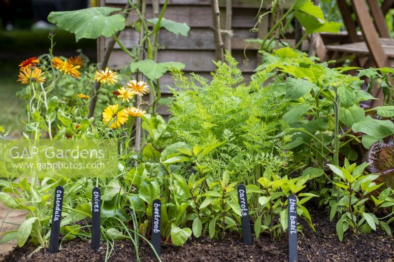 Kitchen garden with labels in front of rows of herbs and edible flowers, calendula, beetroot, carrots, Thai basil, Gardening Through Time, RHS Hampton Court Palace Garden Festival 2021