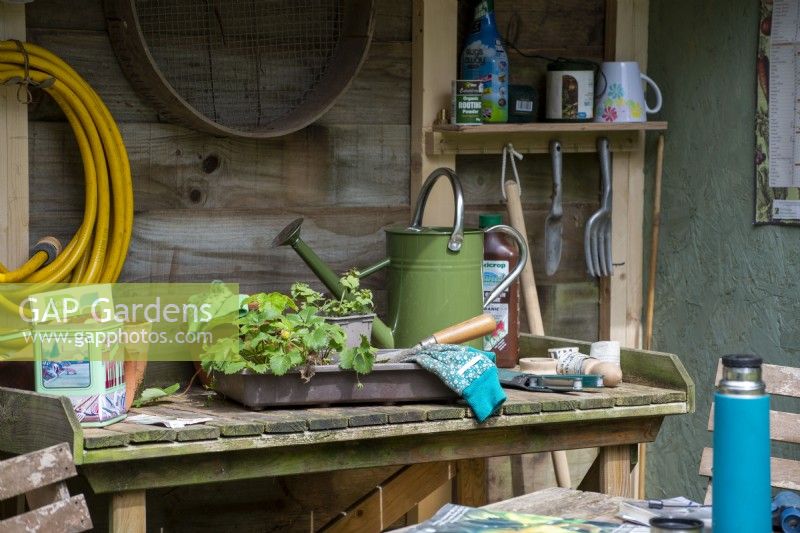Potting bench with tray of strawberry plants, gardening gloves and green watering can, A Sanctuary from Covid, RHS Hampton Court Palace Garden Festival 2021