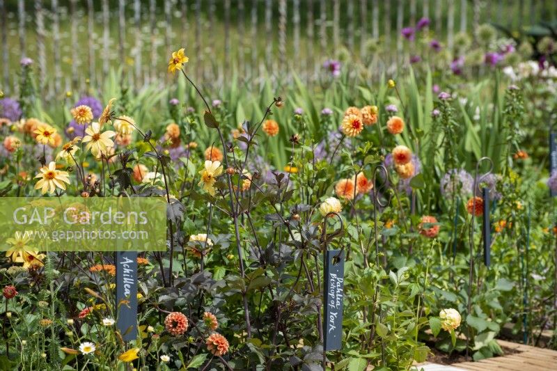 Cut flower bed with labels for Dahlia 'Bishop of York' and Achillea
