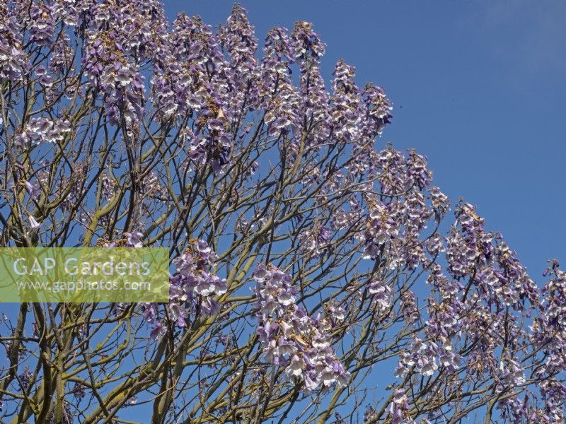 Paulownia fargesii  tree flowering late April