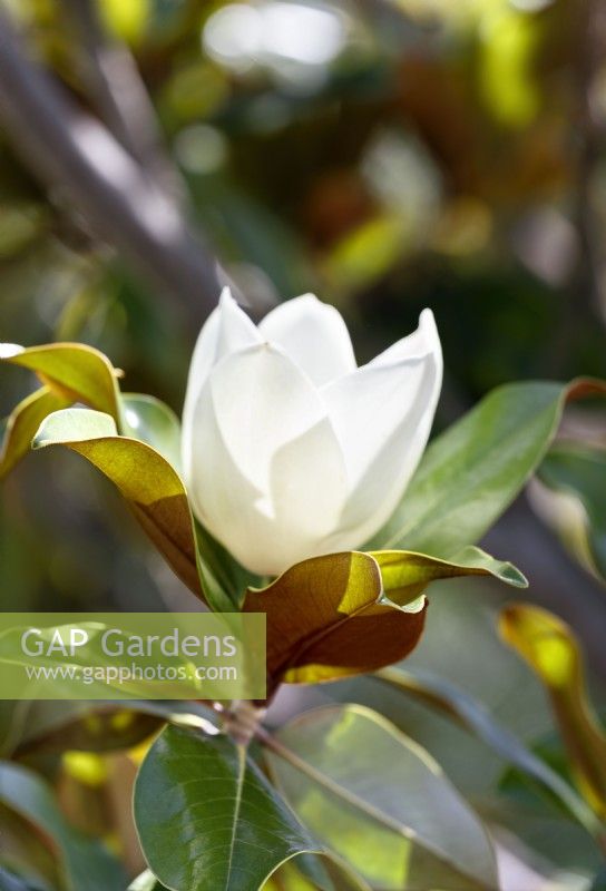 Magnolia grandiflora, spring May
