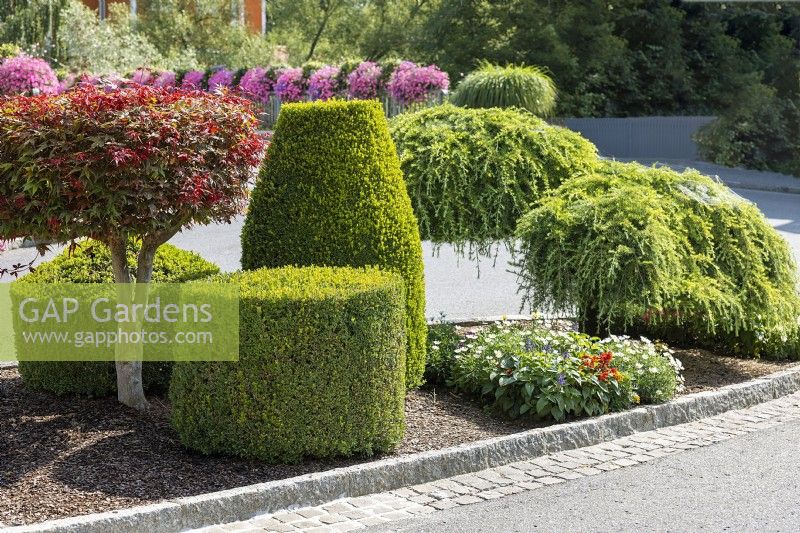 Planting with Buxus, spring April