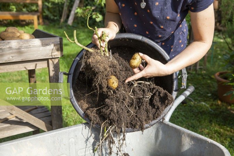 Solanum TomTato Â® Harvest, autumn September