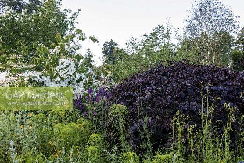 Purple beech ball,  Fagus sylvatica 'Atropurpurea'.   RHS Garden for a Green Future, RHS Hampton Court Palace Garden Festival 2021