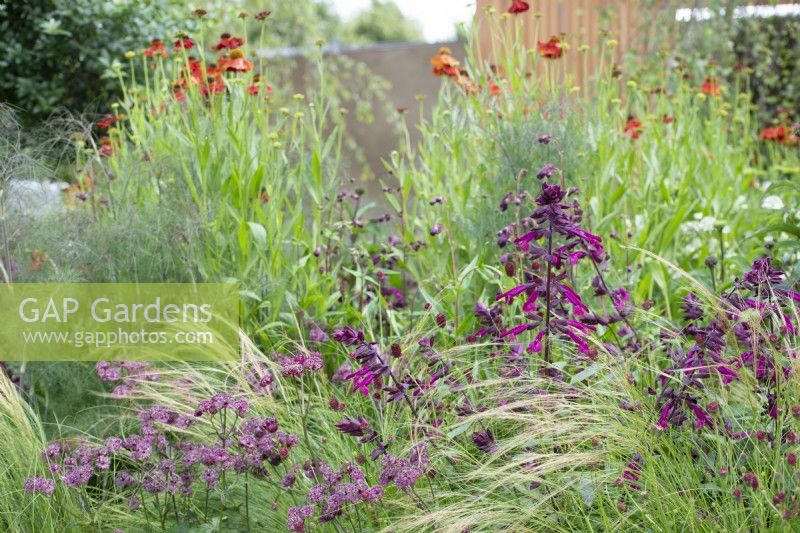 The Viking Friluftsliv Garden, RHS Hampton Court Flower Festival 2021.   Herbaceaous border with Salvia 'Love and Wishes,, Helenium, Fennel, Astrantia and Stipa tenuissima