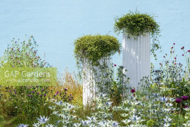 Tall white planters against a blue background.  Garden of Solitude, RHS Hampton Court Palace Garden Festival 2021.  Design: Carlotta Montefoschi, Niccolo Cau, Ricardo Walker Campos.  Sponsor: Laboratorio S. Rocco