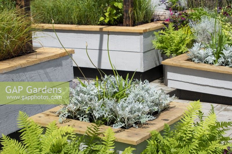 Raised beds with Artemisia and Agapanthus.  The Ability Garden, RHS Hampton Court Palace Garden Festival 2021.  Design: Tony Wagstaff, Ben Wincott.  Sponsors: Southend Borough Council, Sovereign Play Equipment