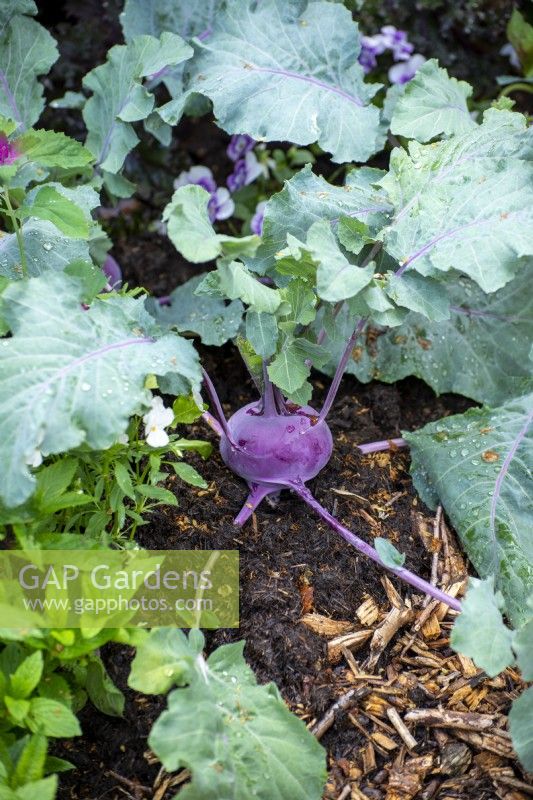 Purple Kohlrabi in the RHS No Dig Allotment Demonstration Garden in Association with Charles Dowding and Stephanie Hafferty, RHS Hampton Court Palace Garden Festival 2021