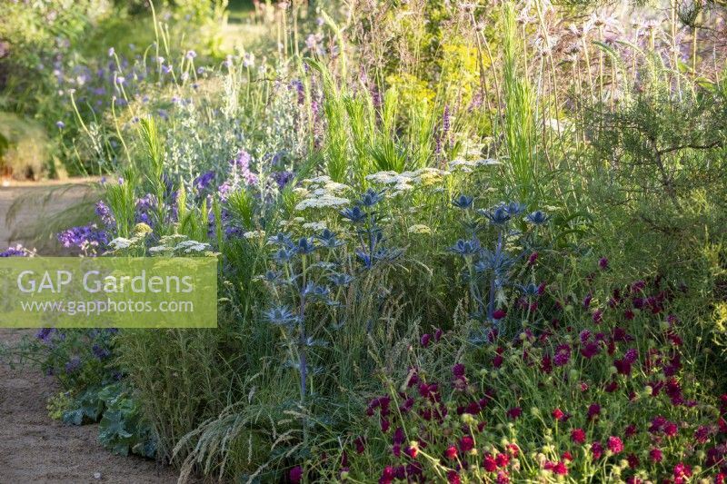Mixed herbaceous border with Eryngium zabelii 'Big Blue', Achillea 'Credo' and Knautia macedonica 'Mars Midget'.  Iconic Horticultural Hero Garden by Tom Stuart-Smith - RHS Hampton Court Palace Festival 2021
