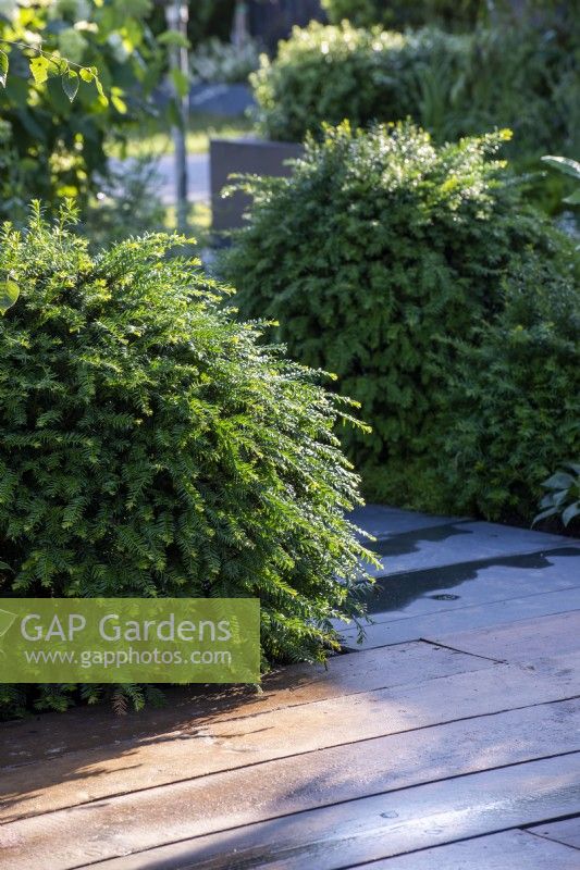 Taxus baccata domes next to a decked path.  The Communication Garden, RHS Hampton Court Palace Garden Festival 2021