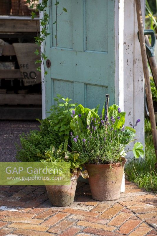 Pots of Lavender, Beetroot and herbs on a herringbone path.   Down Memory Lane, RHS Hampton Court Palace Garden Festival 2021