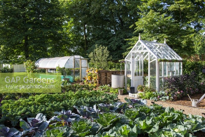 Victorian style greenhouse with chain water collector in a galvanised container, polytunnel and rows of brassicas..  RHS No Dig Allotment Demonstration Garden in Association with Charles Dowding and Stephanie Hafferty