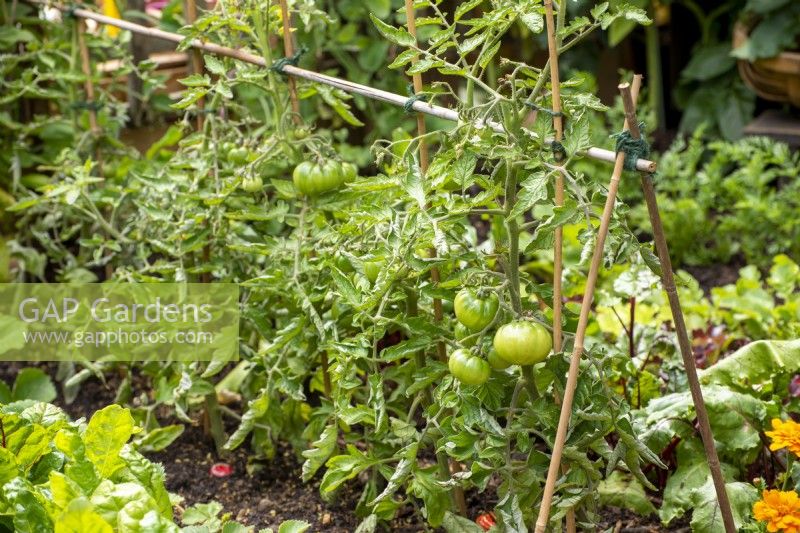 Tomato plants growing outside on  a small cane support.  Gardening Through Time, RHS Hampton Court Palace Garden Festival 2021