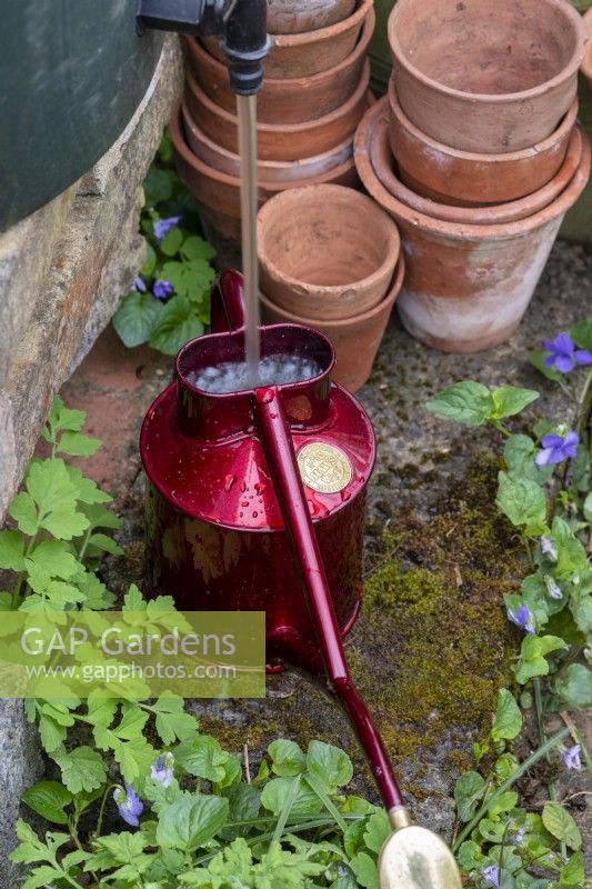 Filling up a small watering can from a water butt 