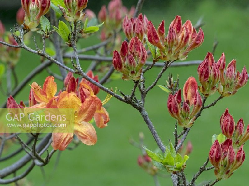 Rhododendron 'Arneson Gem' flowering in late April