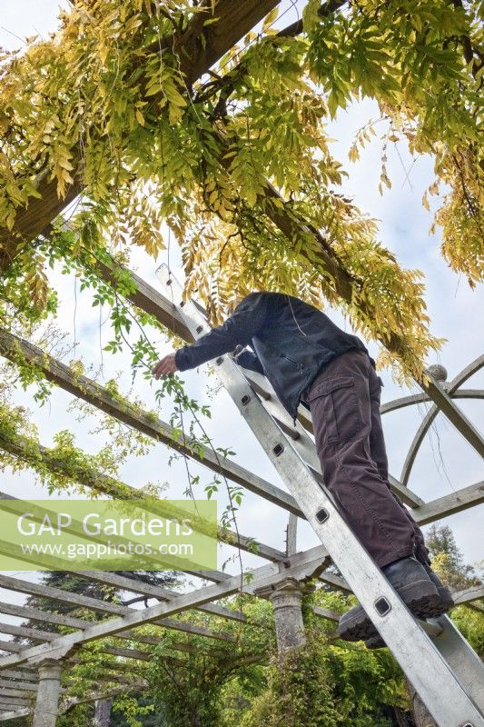 Gardener training and tying a climbing rose on the Edwardian Pergola at West Dean Gardens, Sussex, England